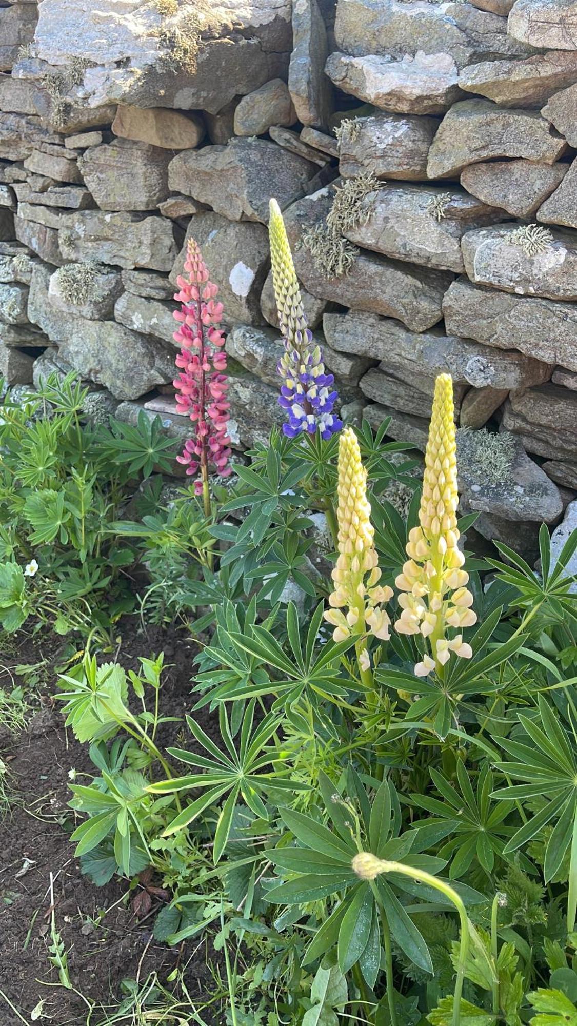Bed and Breakfast The View Lahinch Esterno foto